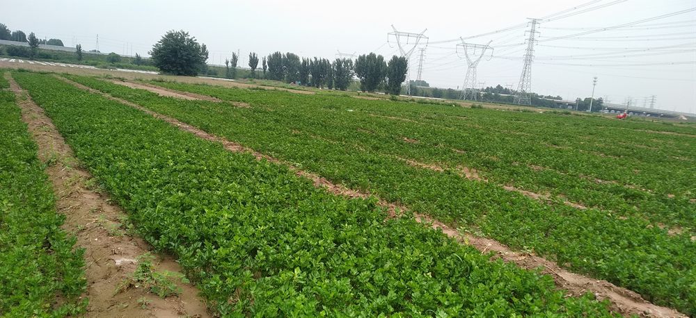 北京市多措并舉提高土地利用率 切實(shí)加強(qiáng)蔬菜生產(chǎn)