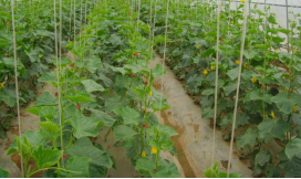 秋冬季節(jié) 設施黃瓜如何減肥增量