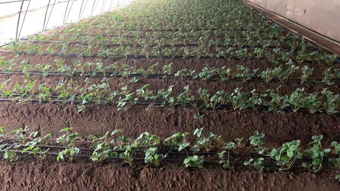 草莓又到施肥季  科學(xué)指導(dǎo)要記牢