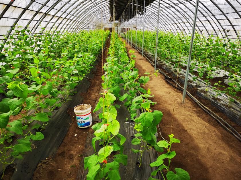 如何科學(xué)使用、回收地膜