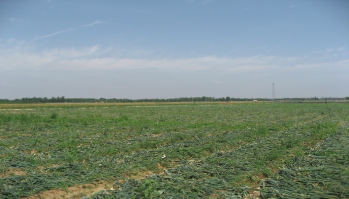 洋蔥易發(fā)芽腐爛 專(zhuān)家告訴你如何采收和貯藏