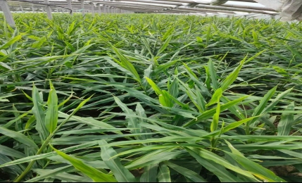 鮮姜秋采后 請(qǐng)這樣管理