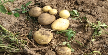 馬鈴薯不發(fā)芽不變綠 打開(kāi)正確的保存方式