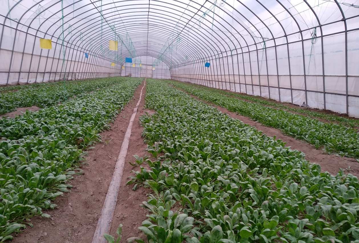 北京越冬菠菜正當(dāng)時(shí) 種植技術(shù)要點(diǎn)要掌握