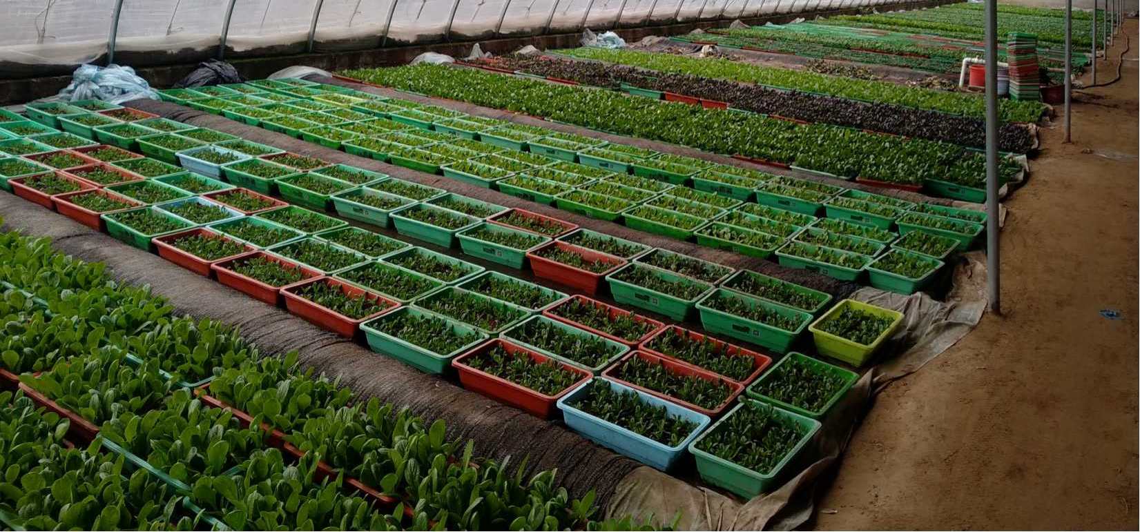 北京越來(lái)越冷 蔬菜穩(wěn)產(chǎn)保供這樣做