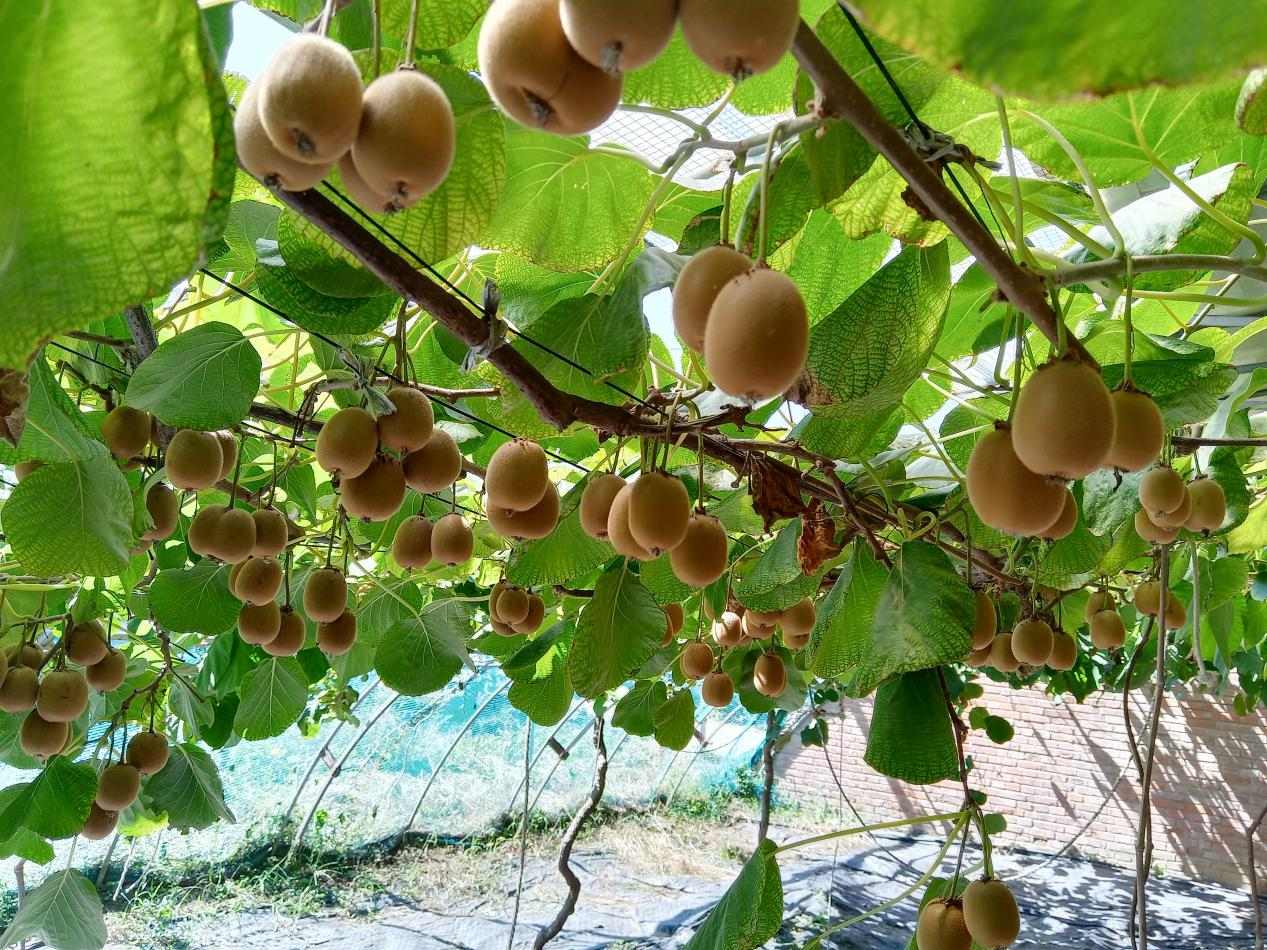 傲嬌南果如何應(yīng)對(duì)北方秋寒