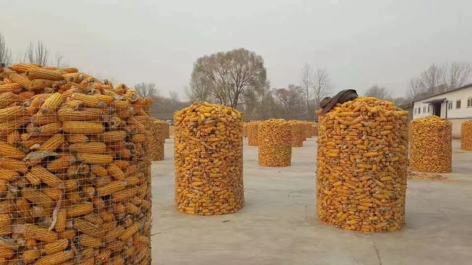 北京市農(nóng)業(yè)技術(shù)推廣站特提出籽粒玉米安全儲(chǔ)藏技術(shù)指導(dǎo)意見(jiàn)