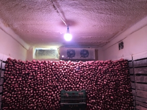 這樣收貯 甘薯鮮甜過(guò)冬