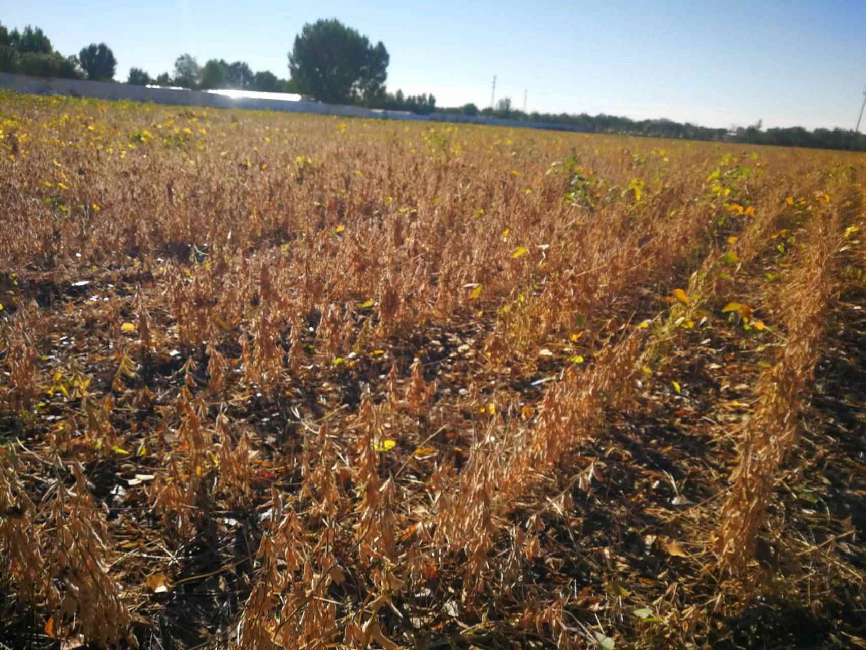 寒潮天氣下 如何保收大豆花生