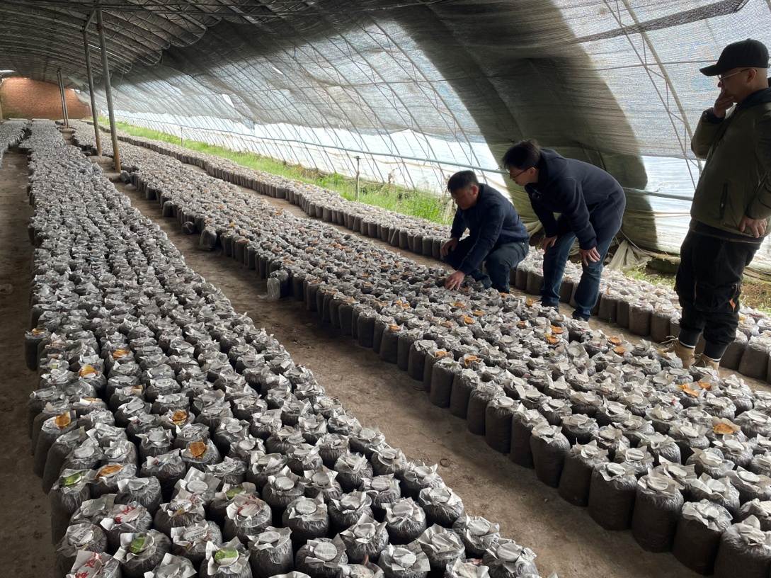 氣溫下降 這樣做確保設(shè)施食用菌穩(wěn)產(chǎn)保供