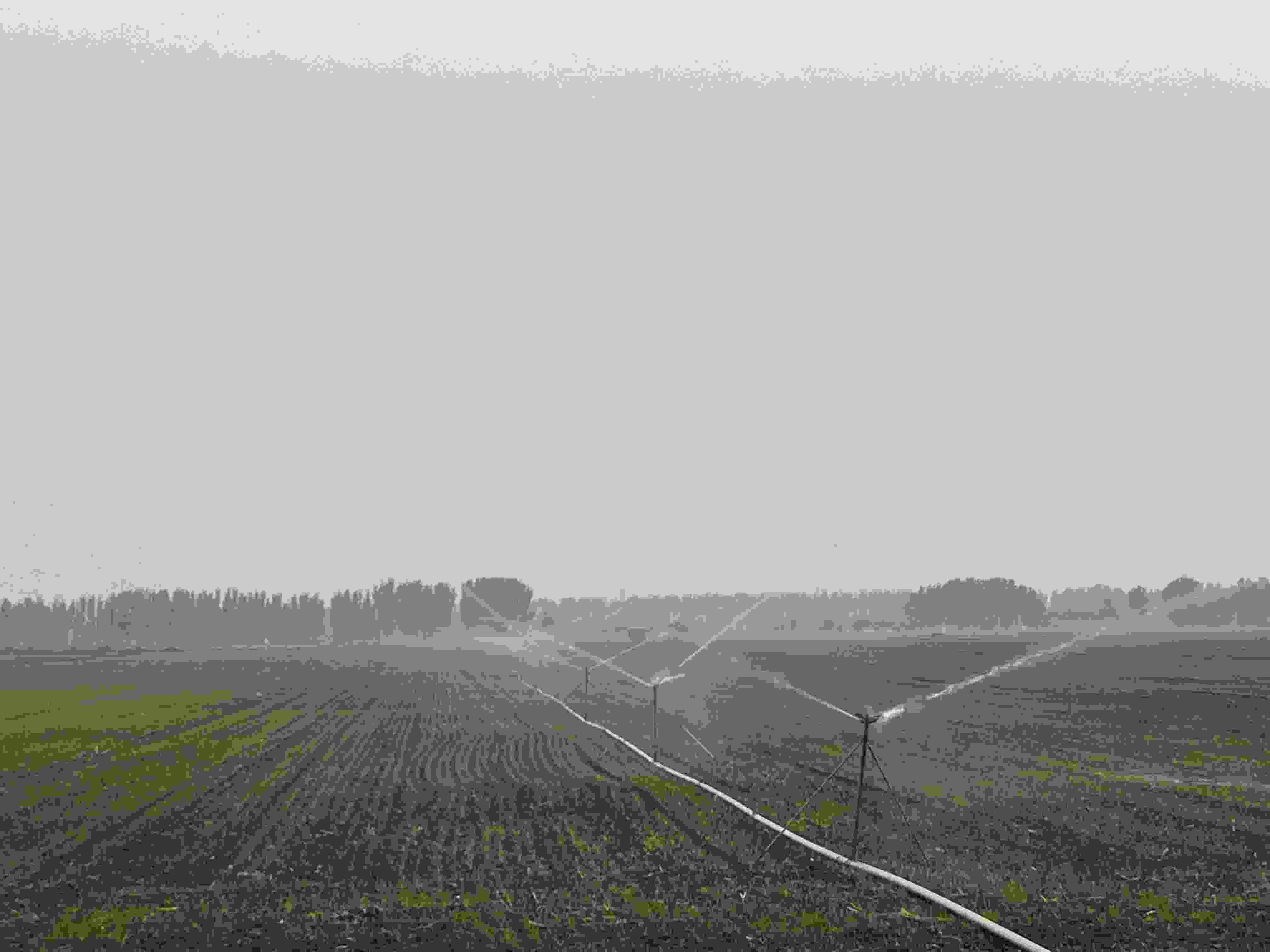 冬小麥墑情不足 需盡快補(bǔ)水加強(qiáng)出苗管理