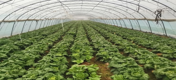 秋收娃娃菜 學(xué)會(huì)這些管理 減損又保鮮