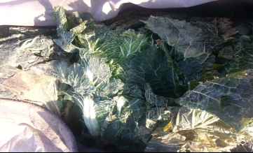 如何貯藏管理冬貯大白菜 專家來(lái)教你