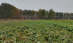 秋收蘿卜 如何保質(zhì)又減損