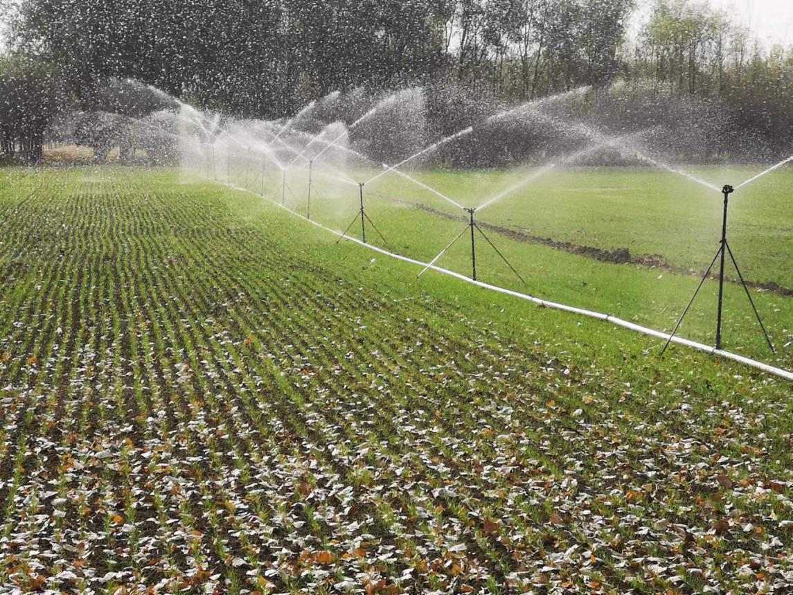 北京市冬小麥冬前管理意見(jiàn)