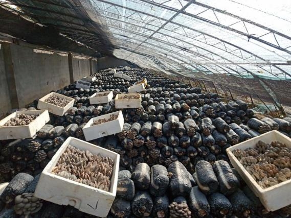 北京市平菇高效示范點(diǎn)畝產(chǎn)又創(chuàng)新紀(jì)錄