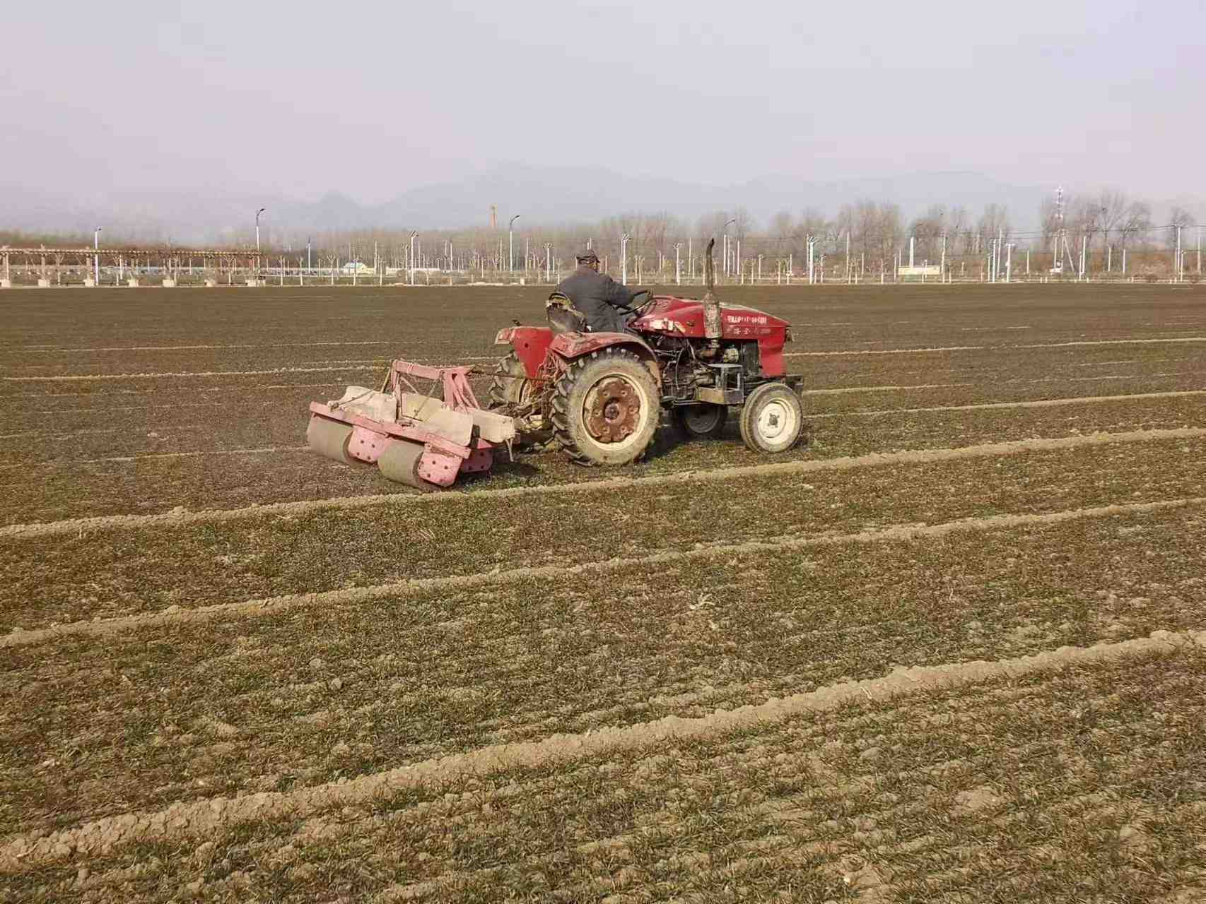 2022年北京市小麥冬初鎮(zhèn)壓技術(shù)要點(diǎn)