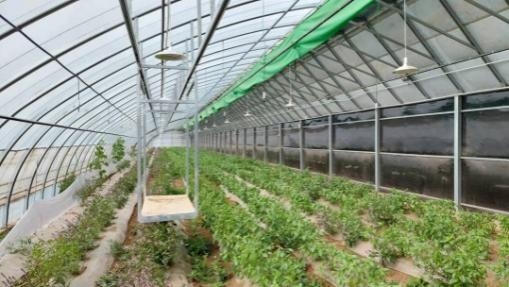 柔性保溫墻日光溫室——新型設施大棚優(yōu)勢在哪里