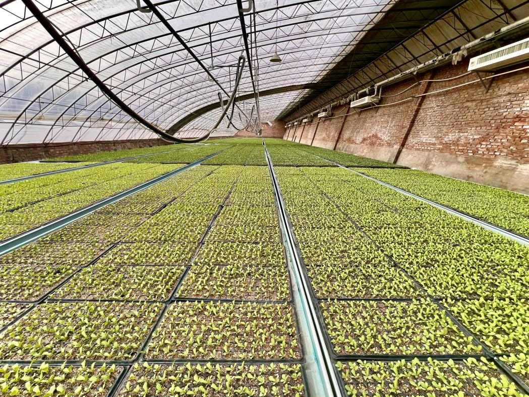 北京：大風降溫天氣設施蔬菜育苗指導意見