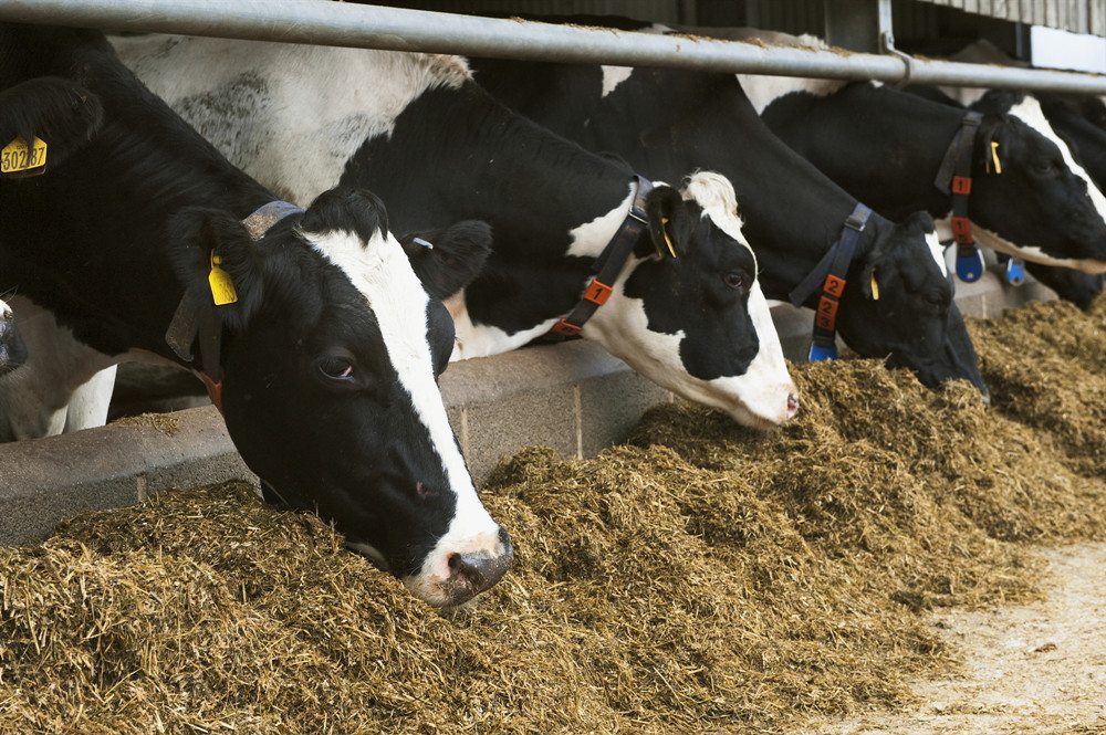 北京農(nóng)業(yè)生產(chǎn)：“保溫”“強體”度寒潮