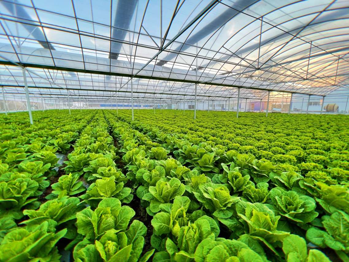 鮮切蔬菜引領者 首農裕農做大“小”市場