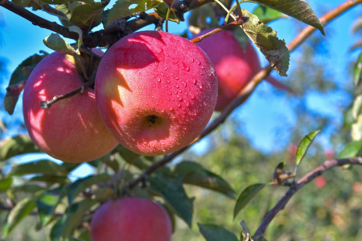 北京延慶：擦亮“媯水農(nóng)耕”地域金名片