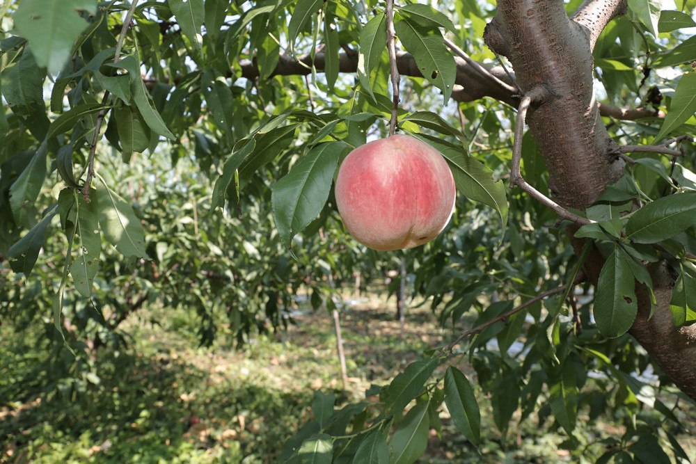 北京平谷：發(fā)展農(nóng)產(chǎn)品區(qū)域公用品牌 積極打造農(nóng)業(yè)中關(guān)村