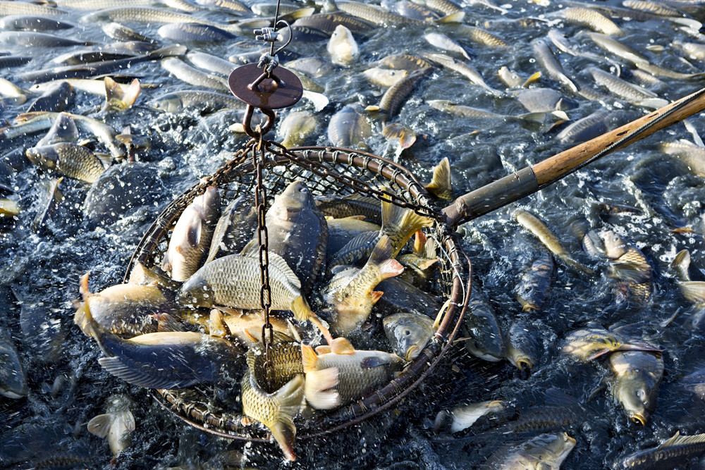 雨雪降溫來襲 北京發(fā)布畜牧漁業(yè)應對措施