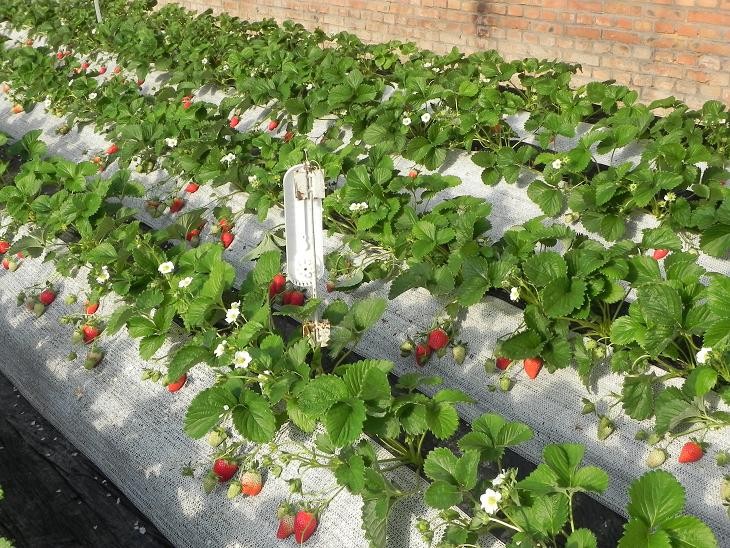 第九屆“北京草莓之星”評(píng)選暨第四屆昌平草莓節(jié)舉行