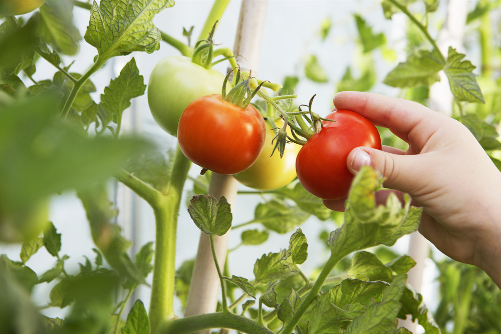 北京市農(nóng)業(yè)技術推廣站發(fā)布雨雪天氣蔬菜生產(chǎn)管理意見