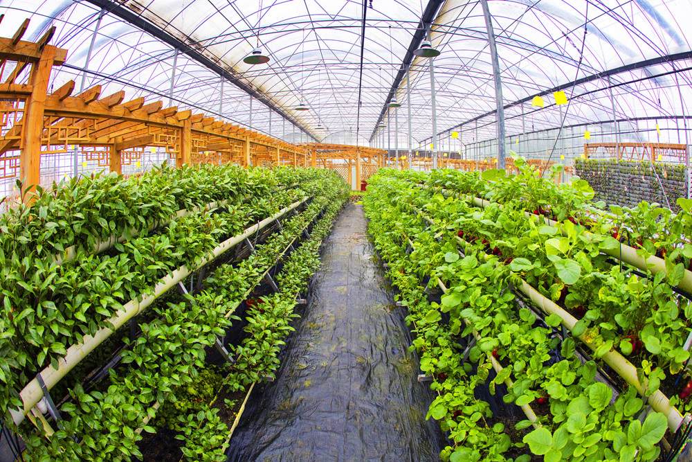 保春耕 培育無病蟲苗——春季菜苗這樣做