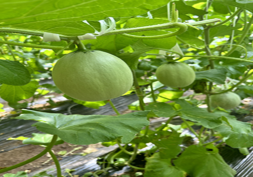 節(jié)氣探農(nóng)事|春季日光溫室網(wǎng)紋甜瓜田間管理要點(diǎn)