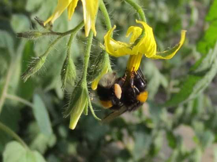 生態(tài)農(nóng)場(chǎng)里的“天敵銀行”