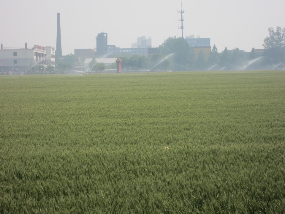 三農(nóng)科普｜防病保豐收 做好北京市小麥中后期管理