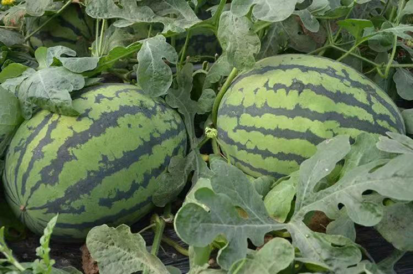 節(jié)氣看鄉(xiāng)村——暖風擎汗迎立夏 科技賦能種西瓜