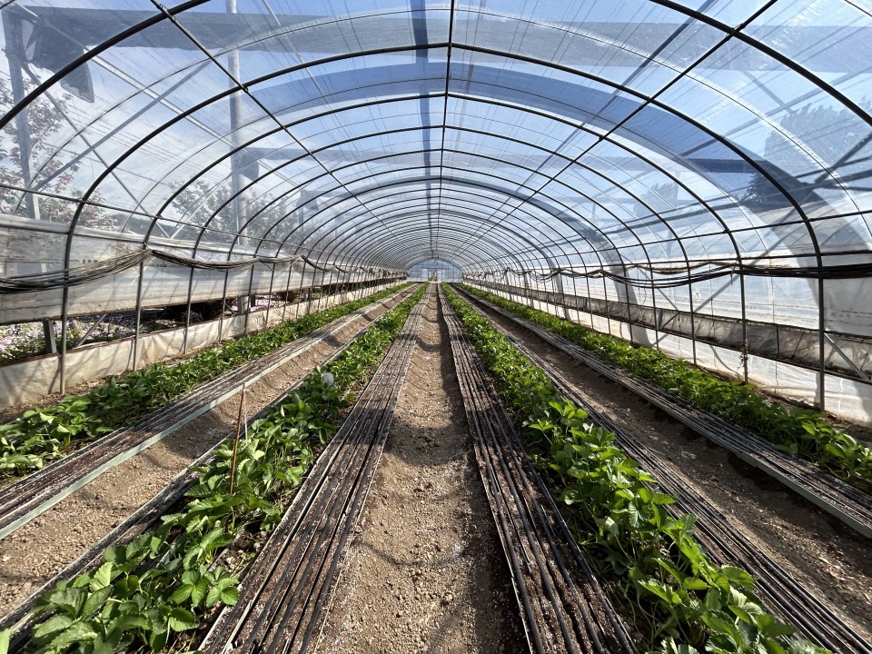 三農(nóng)科普｜草莓設(shè)施育苗近期需要注意什么？